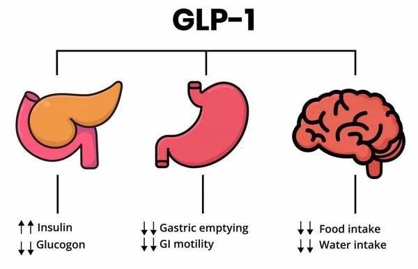 Ilustrație a hormonului GLP-1 și a organelor sale țintă