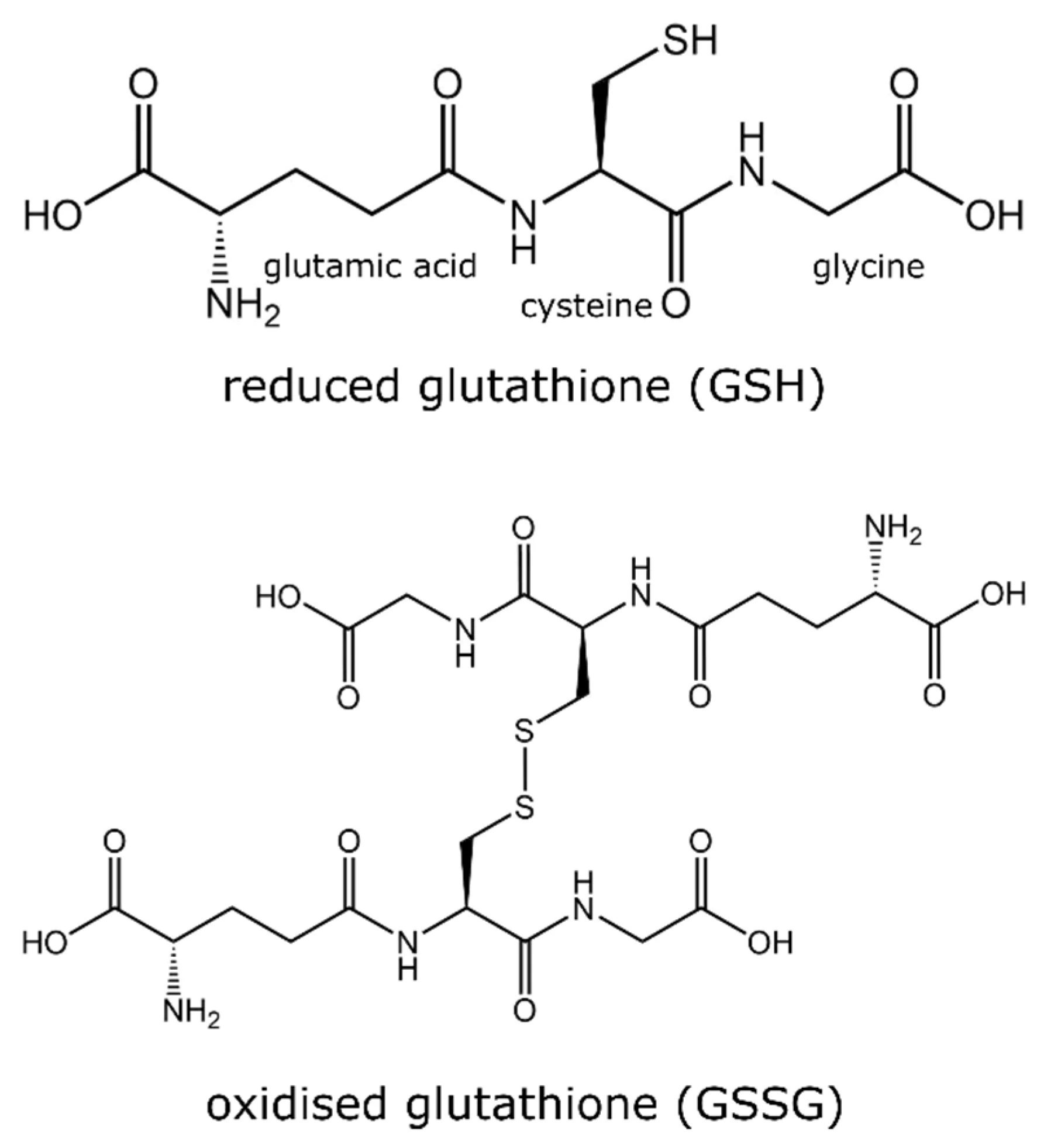Structura glutationului (GSH) și transformarea sa în forma oxidată GSSG
