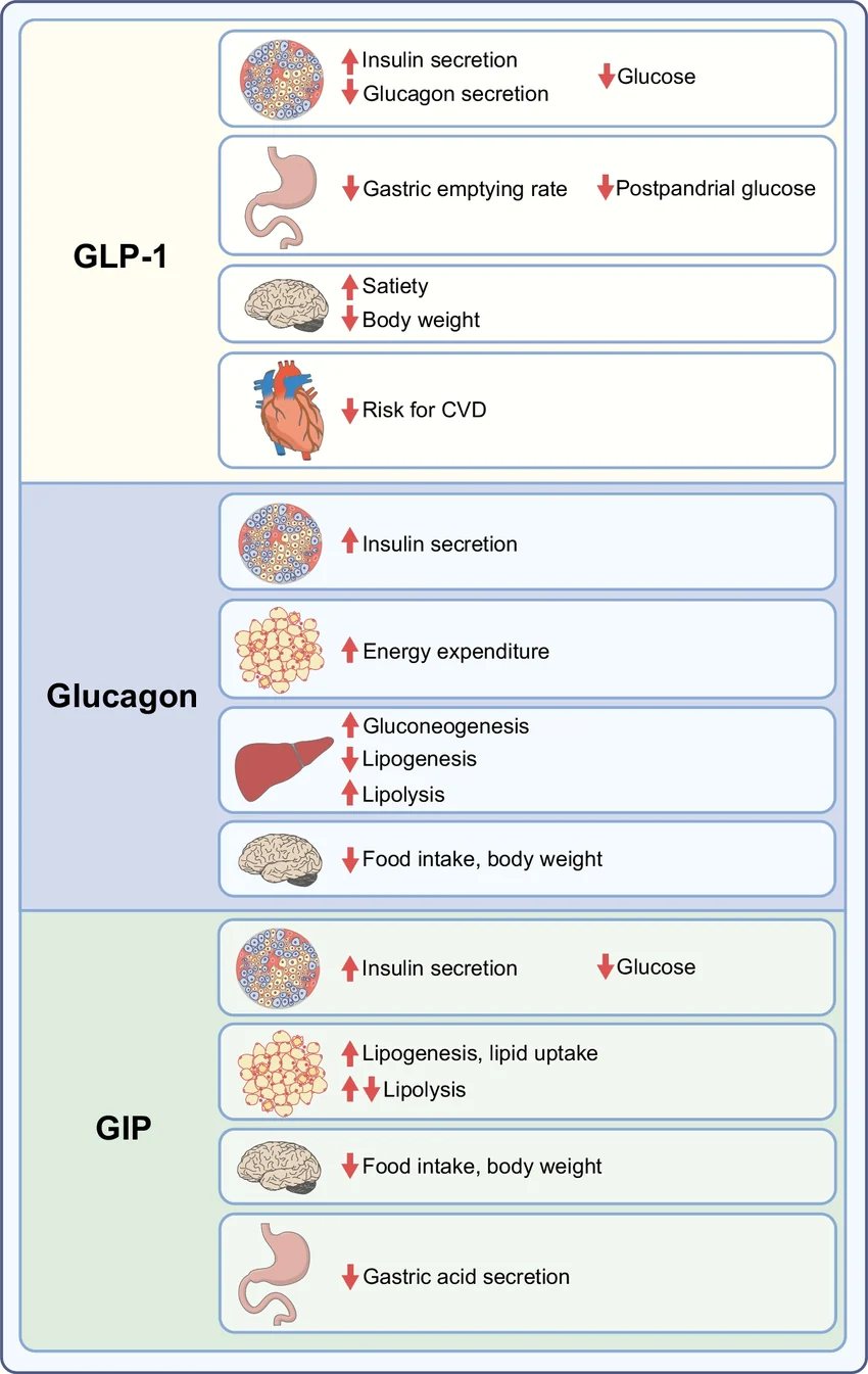 Mecanisme de acțiune la receptorii GLP-1, GIP și glucagon